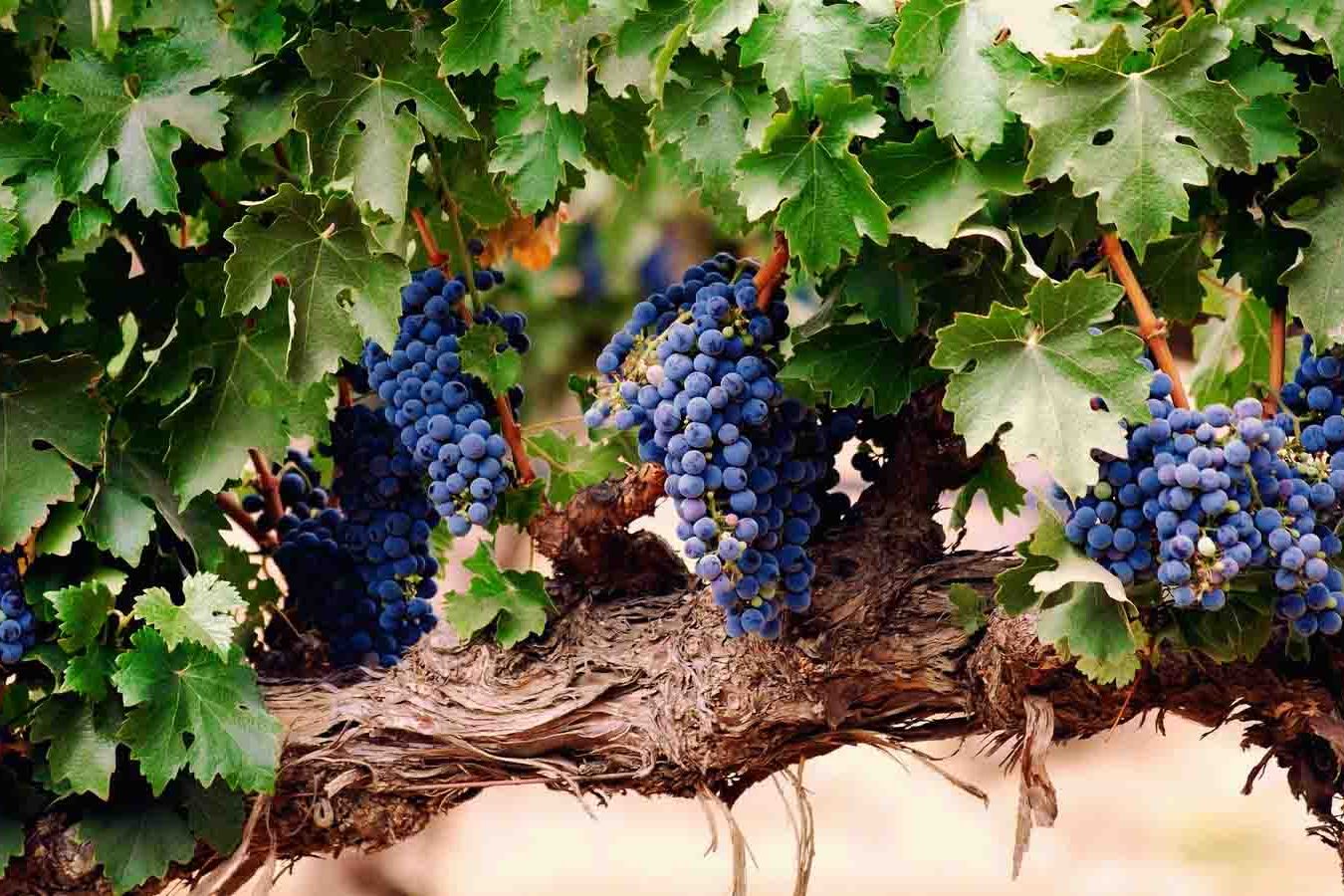 213635829 виноградные грозди