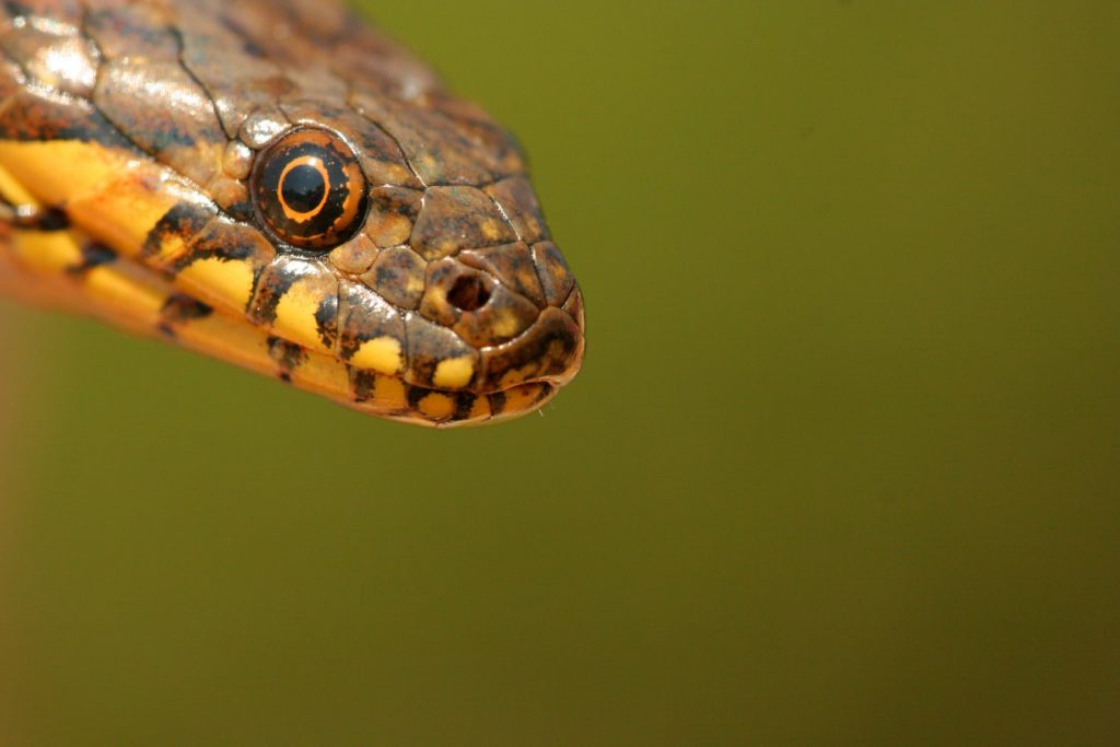 Змея внимательно смотрит
